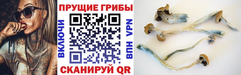 Псилоцибиновые грибы Psilocybine cubensis  Туринск 